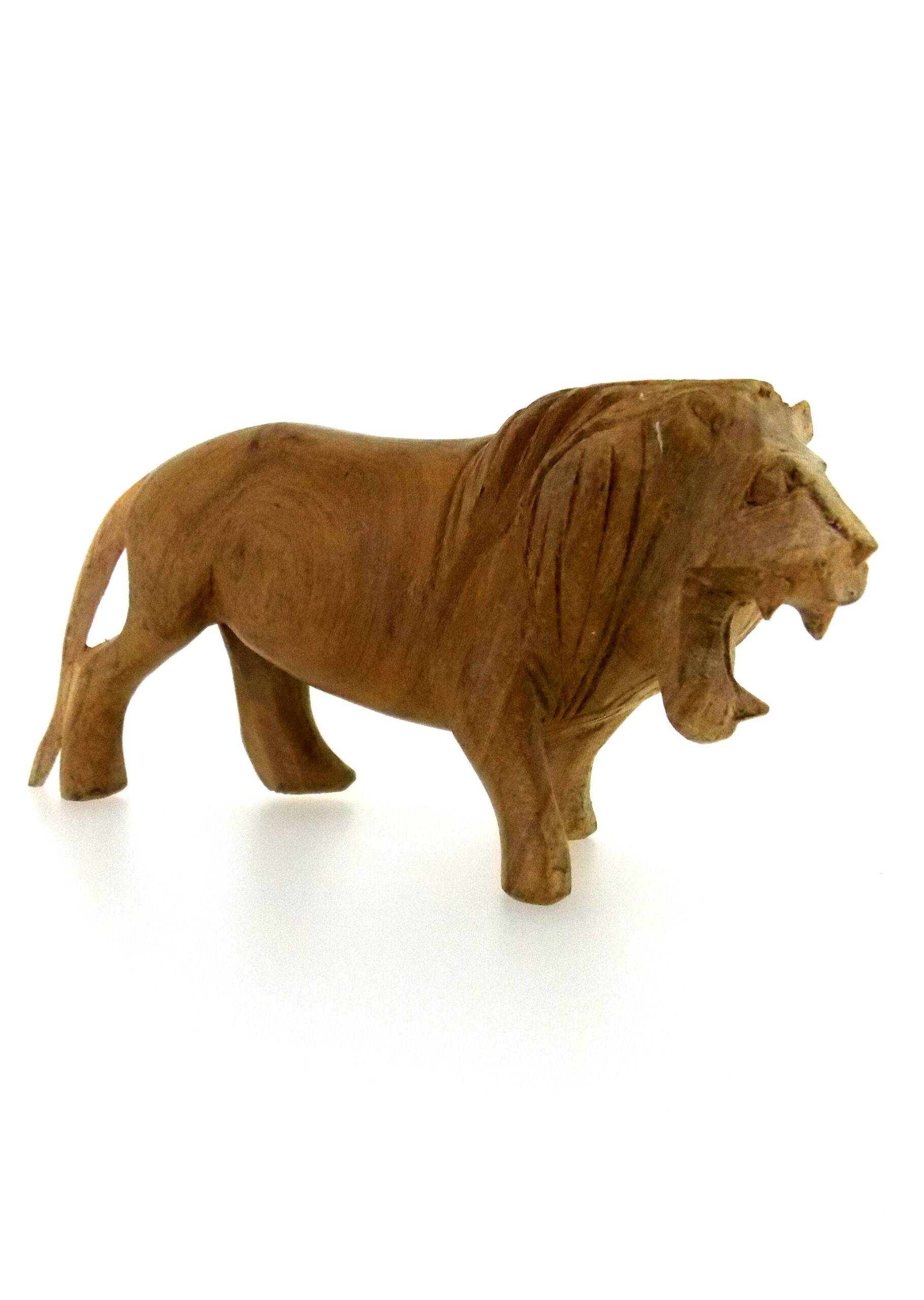 Lion-2-scaled-1.jpg